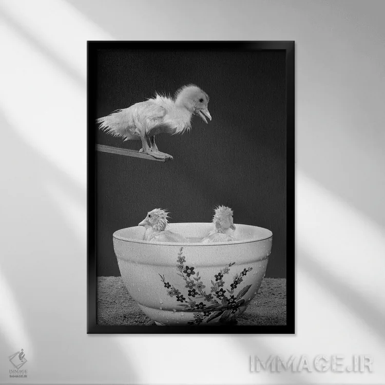تابلو دکوراتیو دهه ۱۹۵۰ - جوجه اردکی روی تخته پرش که به دو جوجه اردک دیگر… اثر تصاویر وینتج - نمای قابدار مشکی