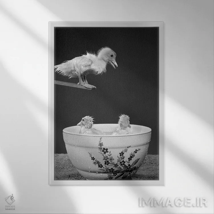 تابلو دکوراتیو دهه ۱۹۵۰ - جوجه اردکی روی تخته پرش که به دو جوجه اردک دیگر… اثر تصاویر وینتج - نمای قابدار سفید
