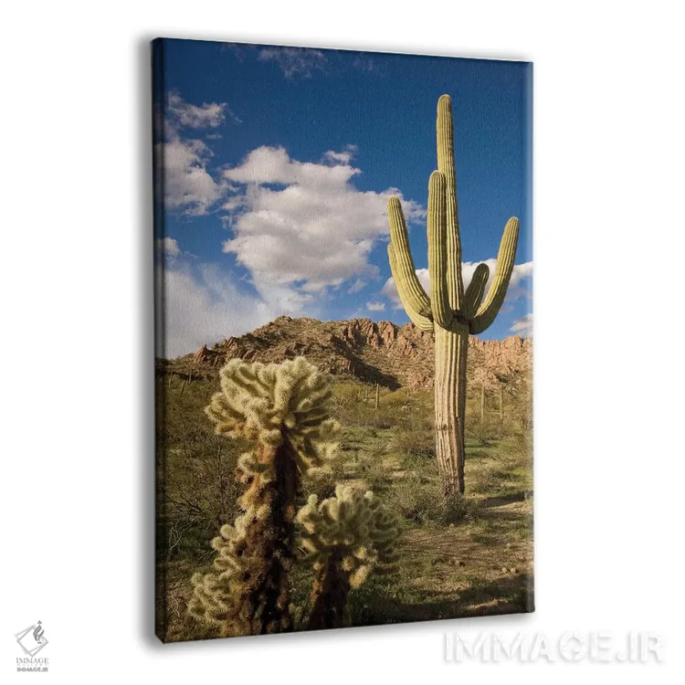 تابلو دکوراتیو Arizona,کاکتوس ساگوارو در بیابان، آریزونا اثر تام وزو - نمای پرسپکتیو محصول