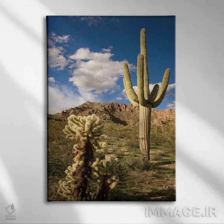 تابلو دکوراتیو Arizona,کاکتوس ساگوارو در بیابان، آریزونا اثر تام وزو - نمای روبهرو روی دیوار