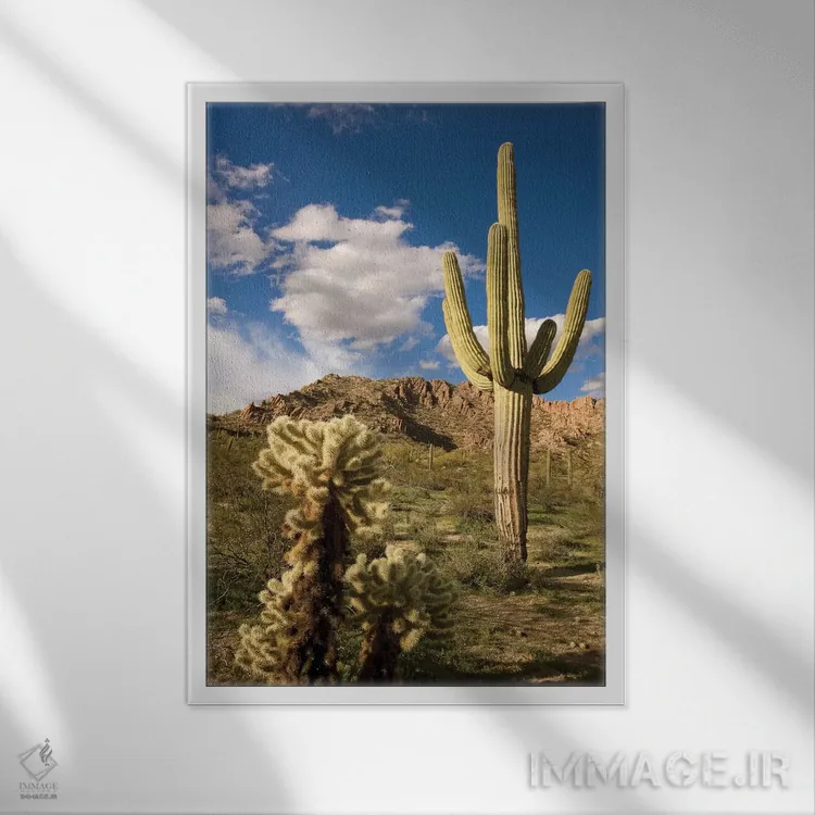 تابلو دکوراتیو Arizona,کاکتوس ساگوارو در بیابان، آریزونا اثر تام وزو - نمای قابدار سفید