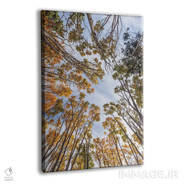 تابلو دکوراتیو Nova Scotia, Walton. Trees in autumn.,کانادا، نواسکوشیا… اثر والتر بیبیکوف - نمای پرسپکتیو محصول