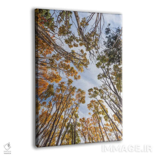 تابلو دکوراتیو Nova Scotia, Walton. Trees in autumn.,کانادا، نواسکوشیا… اثر والتر بیبیکوف - نمای پرسپکتیو محصول
