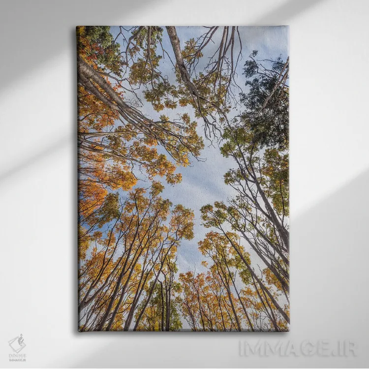تابلو دکوراتیو Nova Scotia, Walton. Trees in autumn.,کانادا، نواسکوشیا… اثر والتر بیبیکوف - نمای روبهرو روی دیوار