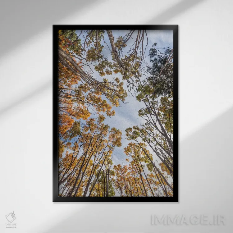 تابلو دکوراتیو Nova Scotia, Walton. Trees in autumn.,کانادا، نواسکوشیا… اثر والتر بیبیکوف - نمای قابدار مشکی