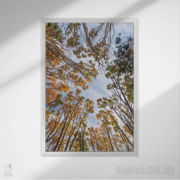 تابلو دکوراتیو Nova Scotia, Walton. Trees in autumn.,کانادا، نواسکوشیا… اثر والتر بیبیکوف - نمای قابدار سفید