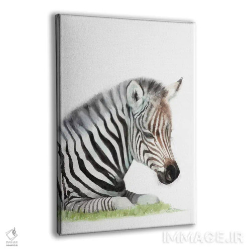 تابلو دکوراتیو گورخر بچه در حال خواب اثر واترکالر لاو - نمای پرسپکتیو محصول