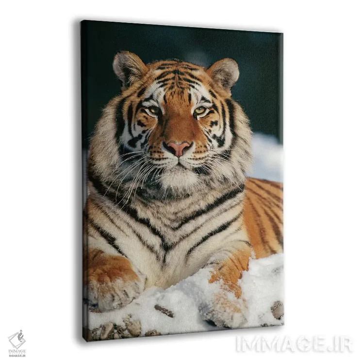 تابلو دکوراتیو Siberian Tiger Park, Harbin, China,ببر سیبری در برف، پارک ببر… اثر کنراد وته - نمای پرسپکتیو محصول