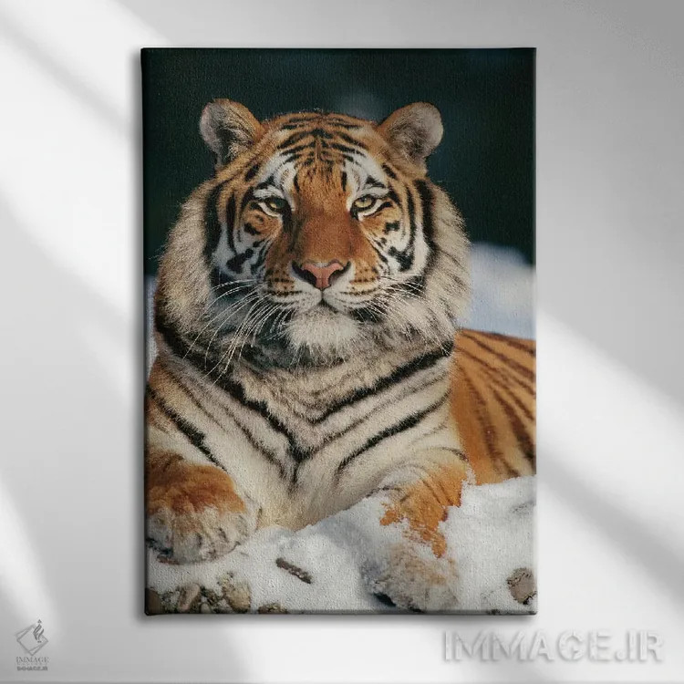 تابلو دکوراتیو Siberian Tiger Park, Harbin, China,ببر سیبری در برف، پارک ببر… اثر کنراد وته - نمای روبهرو روی دیوار