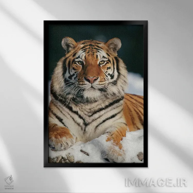 تابلو دکوراتیو Siberian Tiger Park, Harbin, China,ببر سیبری در برف، پارک ببر… اثر کنراد وته - نمای قابدار مشکی