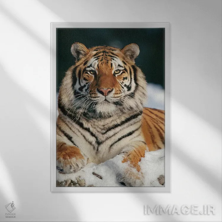 تابلو دکوراتیو Siberian Tiger Park, Harbin, China,ببر سیبری در برف، پارک ببر… اثر کنراد وته - نمای قابدار سفید