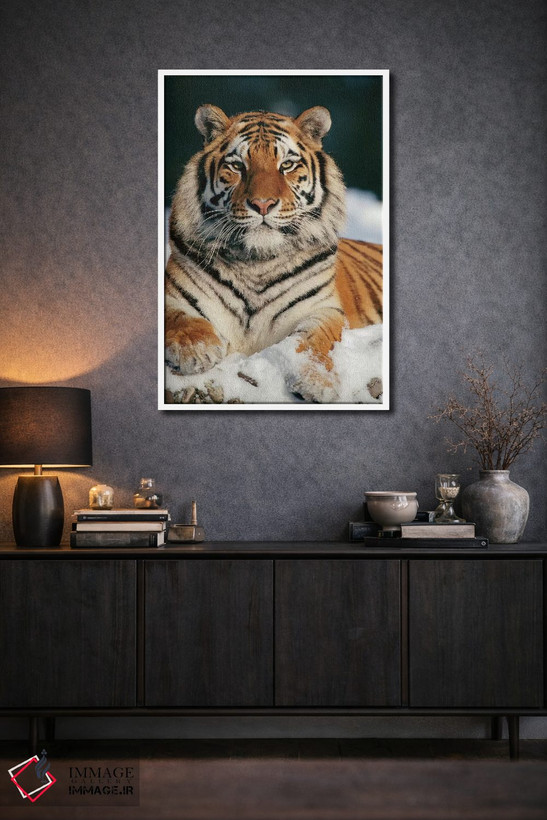 تابلو دکوراتیو Siberian Tiger Park, Harbin, China,ببر سیبری در برف، پارک ببر… اثر کنراد وته - D2W