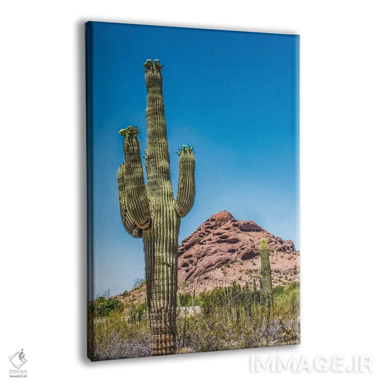 تابلو دکوراتیو Brown Mountain, Desert Botanical Garden, Phoenix, Arizona,شک… اثر ویلیام پری - نمای پرسپکتیو محصول