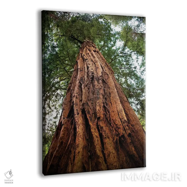 تابلو دکوراتیو Muir Woods National Monument, Golden Gate National Recreatio… اثر ویلیام پری - نمای پرسپکتیو محصول