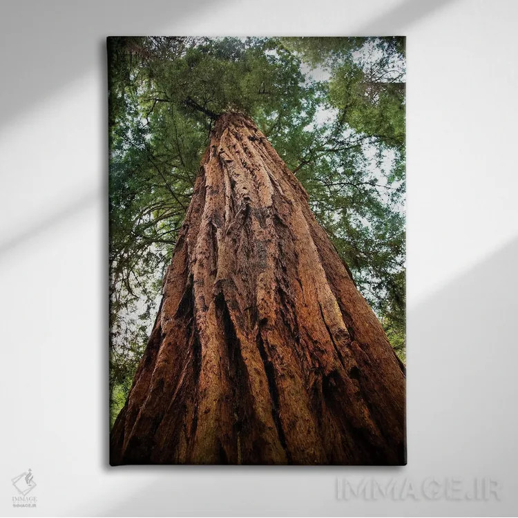 تابلو دکوراتیو Muir Woods National Monument, Golden Gate National Recreatio… اثر ویلیام پری - نمای روبهرو روی دیوار