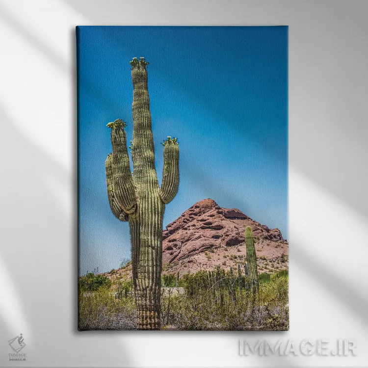 تابلو دکوراتیو Brown Mountain, Desert Botanical Garden, Phoenix, Arizona,شک… اثر ویلیام پری - نمای روبهرو روی دیوار