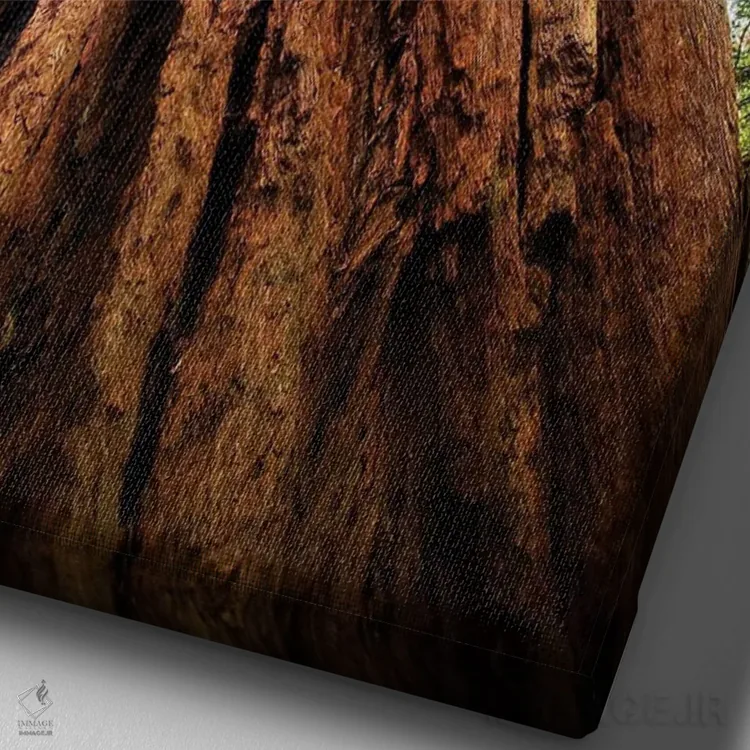 تابلو دکوراتیو Muir Woods National Monument, Golden Gate National Recreatio… اثر ویلیام پری - نمای نزدیک بافت بوم