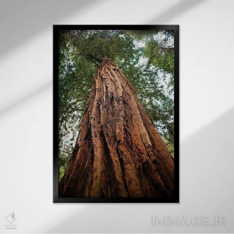 تابلو دکوراتیو Muir Woods National Monument, Golden Gate National Recreatio… اثر ویلیام پری - نمای قابدار مشکی