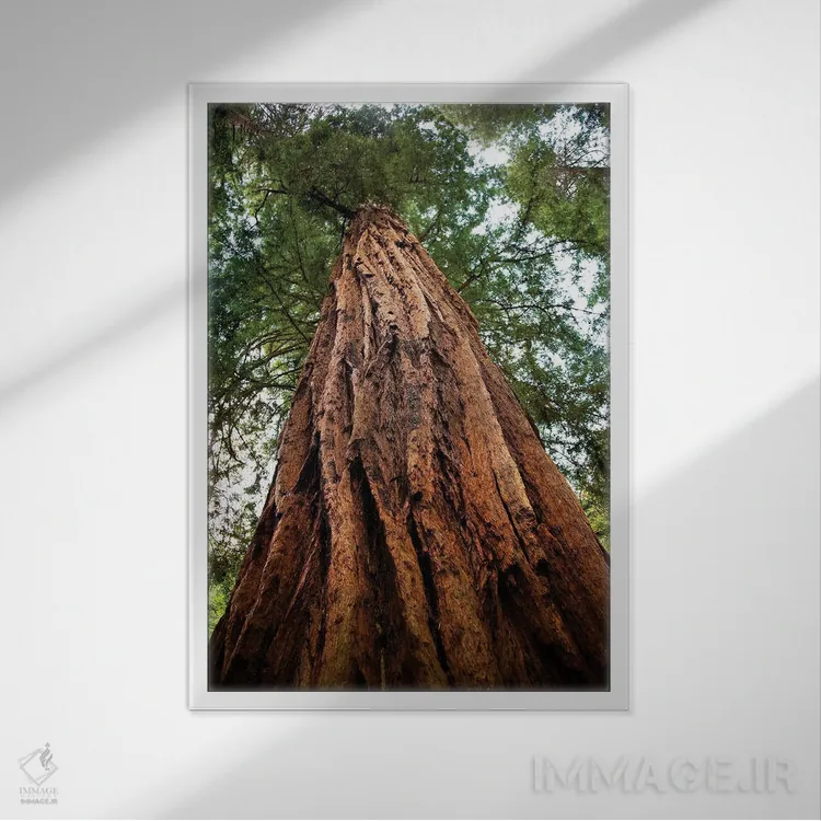 تابلو دکوراتیو Muir Woods National Monument, Golden Gate National Recreatio… اثر ویلیام پری - نمای قابدار سفید