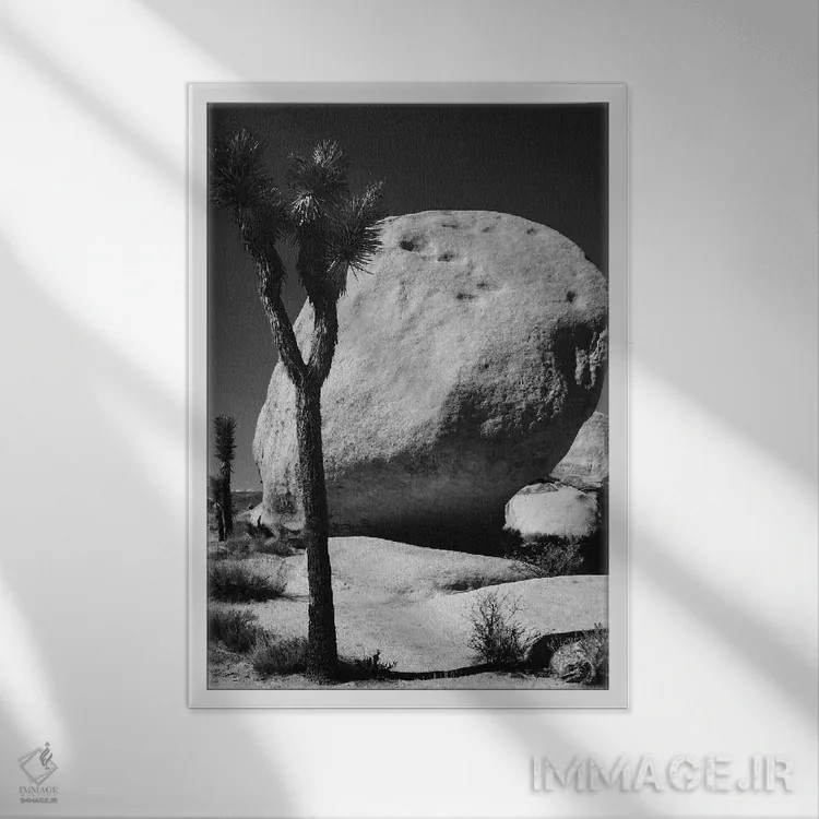 تابلو دکوراتیو پارک ملی جاشوا تری، کالیفرنیا I اثر زاندریا مونش - نمای قابدار سفید