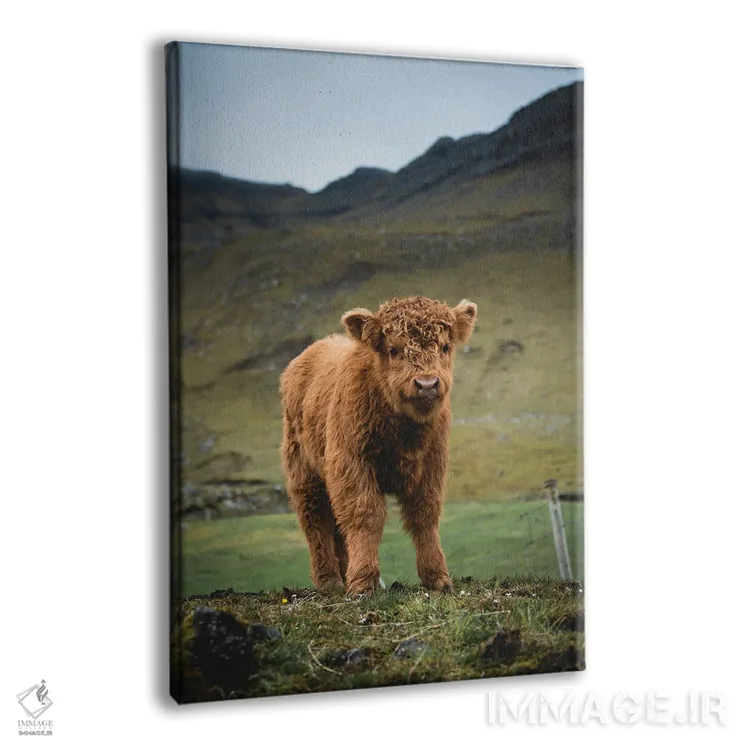 تابلو دکوراتیو گوساله گاومیش کوهستانی اثر استفن فوس بک - نمای پرسپکتیو محصول