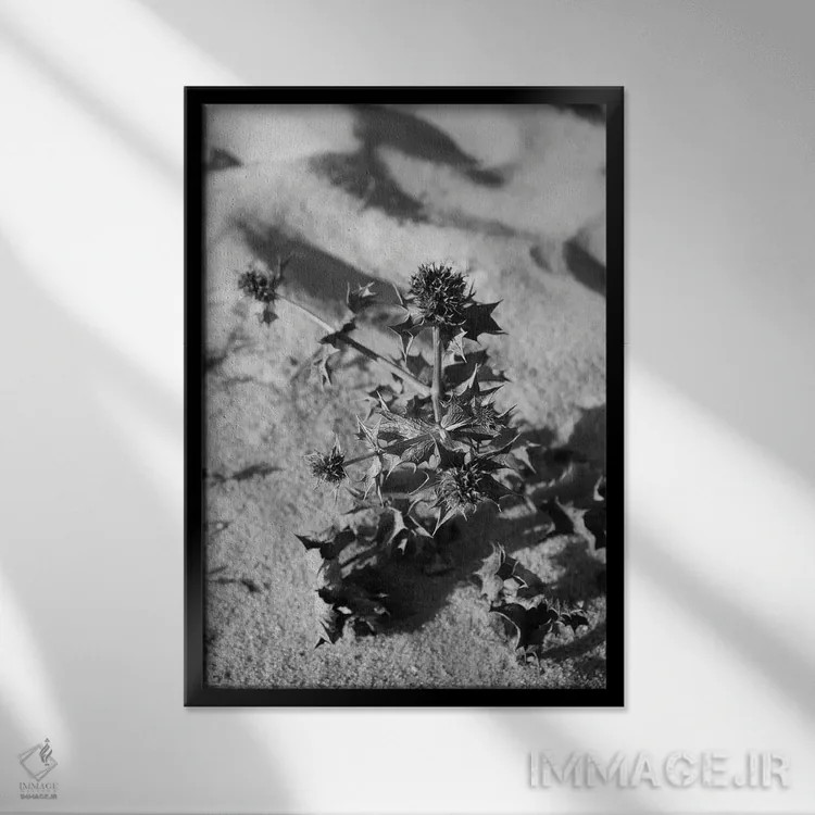 تابلو دکوراتیو گیاه تابستانی در ساحل اثر گیلیارد برسسان - نمای قابدار مشکی