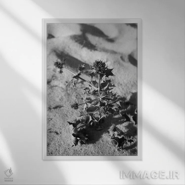 تابلو دکوراتیو گیاه تابستانی در ساحل اثر گیلیارد برسسان - نمای قابدار سفید