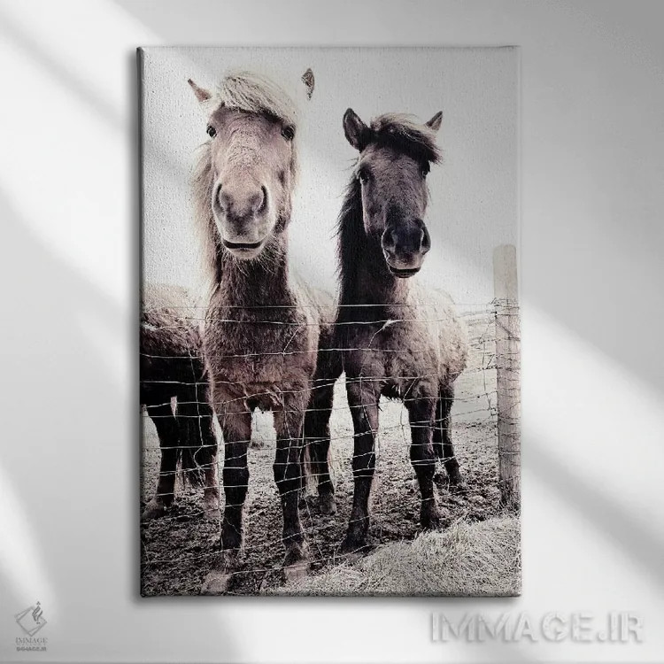 تابلو مدرن اسب ایسلندی آستی و بسا 09 اثر مونیکا استریگل - نمای روبهرو روی دیوار