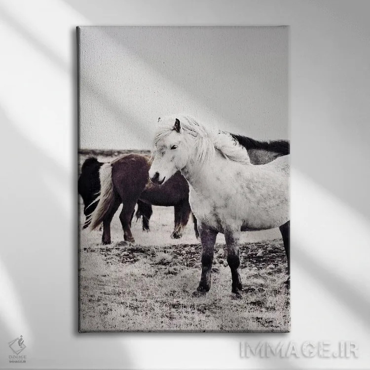 تابلو مدرن اسب ایسلندی بیارمی اثر مونیکا استریگل - نمای روبهرو روی دیوار
