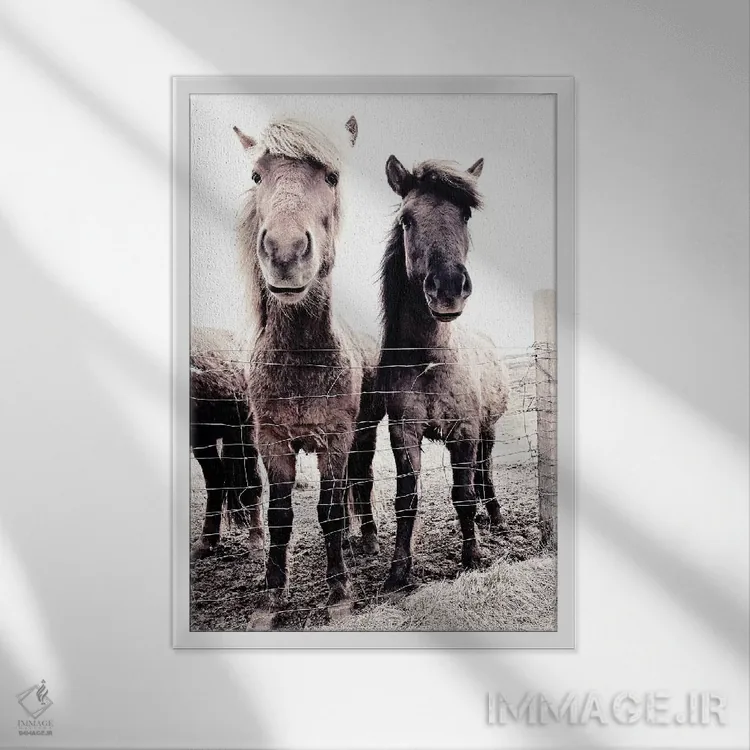 تابلو مدرن اسب ایسلندی آستی و بسا 09 اثر مونیکا استریگل - نمای قابدار سفید