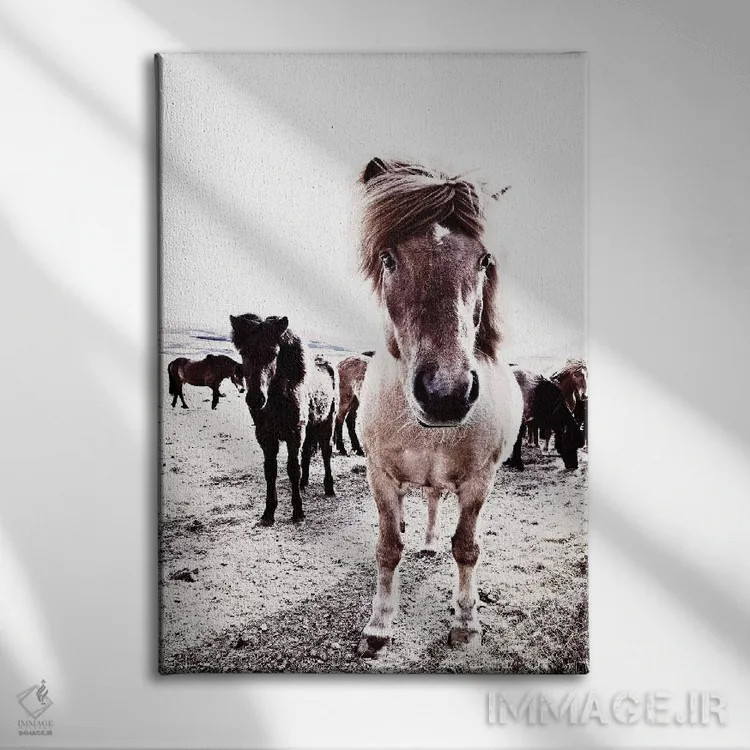 تابلو مدرن اسب ایسلندی ریکا اثر مونیکا استریگل - نمای روبهرو روی دیوار