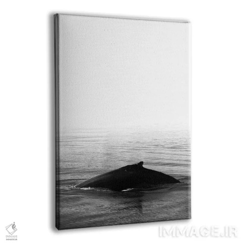 تابلو دکوراتیو آواز نهنگ III سیاه ایسلند اثر مونیکا استریگل - نمای پرسپکتیو محصول