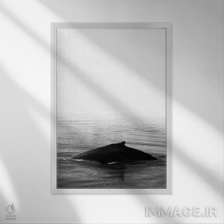 تابلو دکوراتیو آواز نهنگ III سیاه ایسلند اثر مونیکا استریگل - نمای قابدار سفید