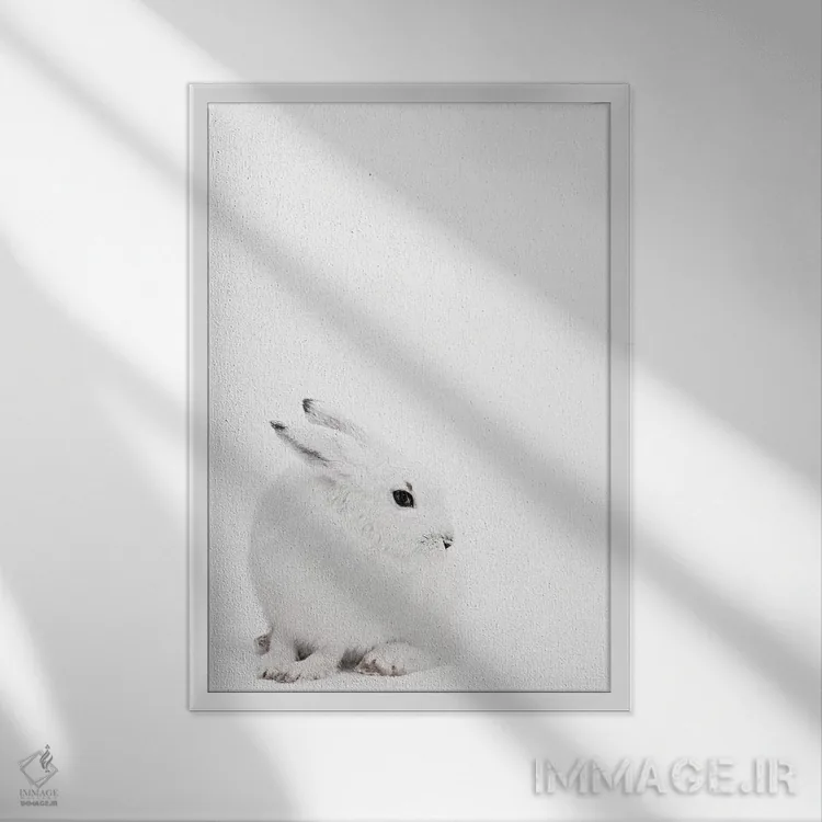 تابلو دکوراتیو خرگوش قطبی I اثر مونیکا استریگل - نمای قابدار سفید