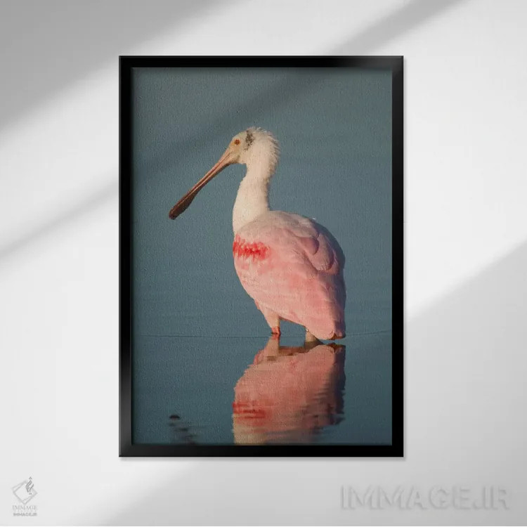 تابلو دکوراتیو Fort Myers Beach, Florida,قاشقی صورتی، ساحل فورت مایرز، فلوری… اثر استیو گتل - نمای قابدار مشکی