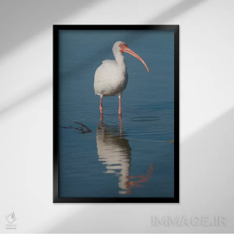 تابلو دکوراتیو Fort Myers Beach, Florida I,ایبیس سفید، ساحل فورت مایرز، فلور… اثر استیو گتل - نمای قابدار مشکی