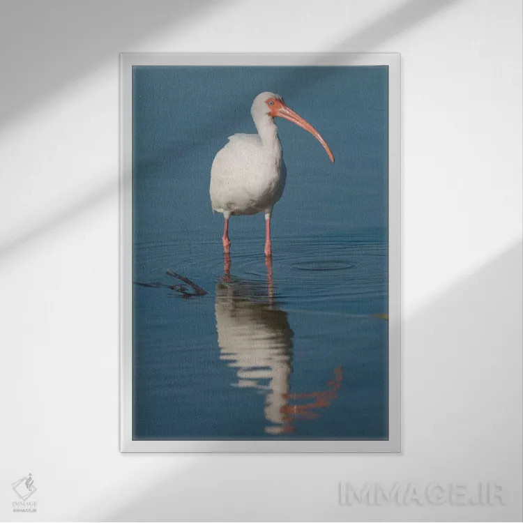 تابلو دکوراتیو Fort Myers Beach, Florida I,ایبیس سفید، ساحل فورت مایرز، فلور… اثر استیو گتل - نمای قابدار سفید