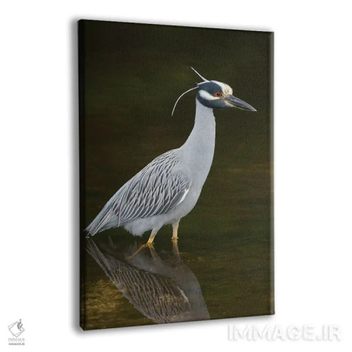 تابلو دکوراتیو J. N. Ding Darling National Wildlife Refuge, Florida,حواصیل ش… اثر استیو گتل - نمای پرسپکتیو محصول