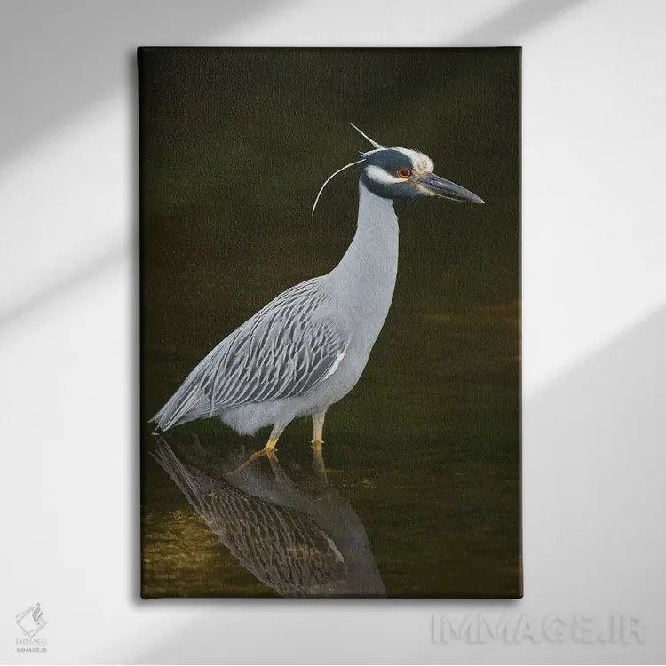 تابلو دکوراتیو J. N. Ding Darling National Wildlife Refuge, Florida,حواصیل ش… اثر استیو گتل - نمای روبهرو روی دیوار
