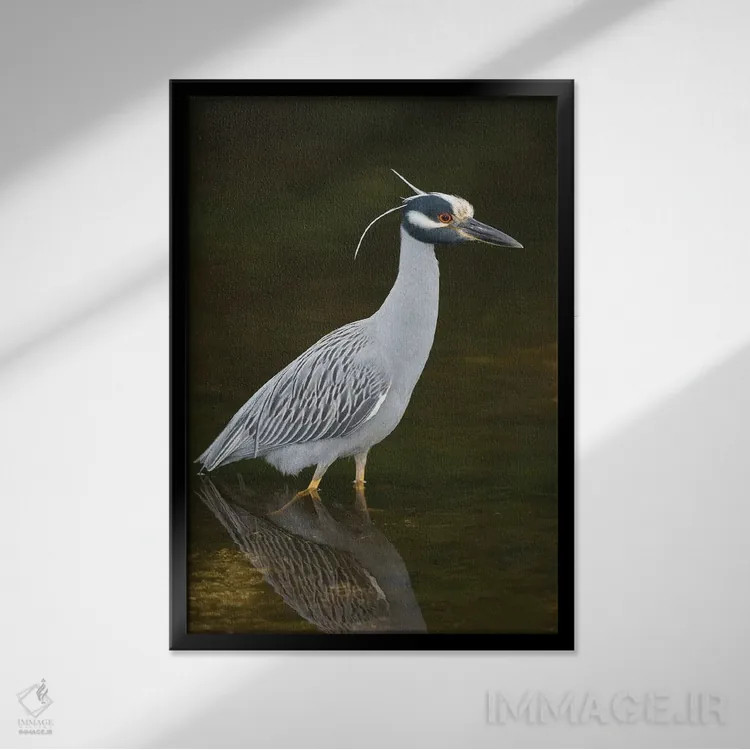 تابلو دکوراتیو J. N. Ding Darling National Wildlife Refuge, Florida,حواصیل ش… اثر استیو گتل - نمای قابدار مشکی