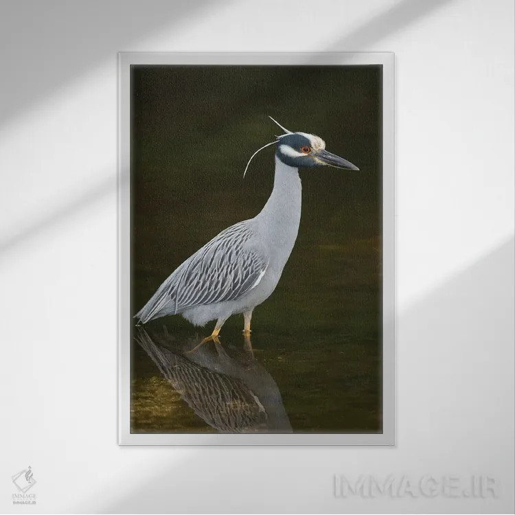 تابلو دکوراتیو J. N. Ding Darling National Wildlife Refuge, Florida,حواصیل ش… اثر استیو گتل - نمای قابدار سفید