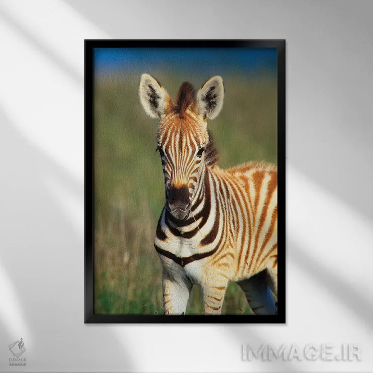 تابلو دکوراتیو نمای نزدیک کره اسب گورخر دشتی، ذخیره گاه خصوصی تالا، میدلند… اثر گالو ایمیجز - نمای قابدار مشکی