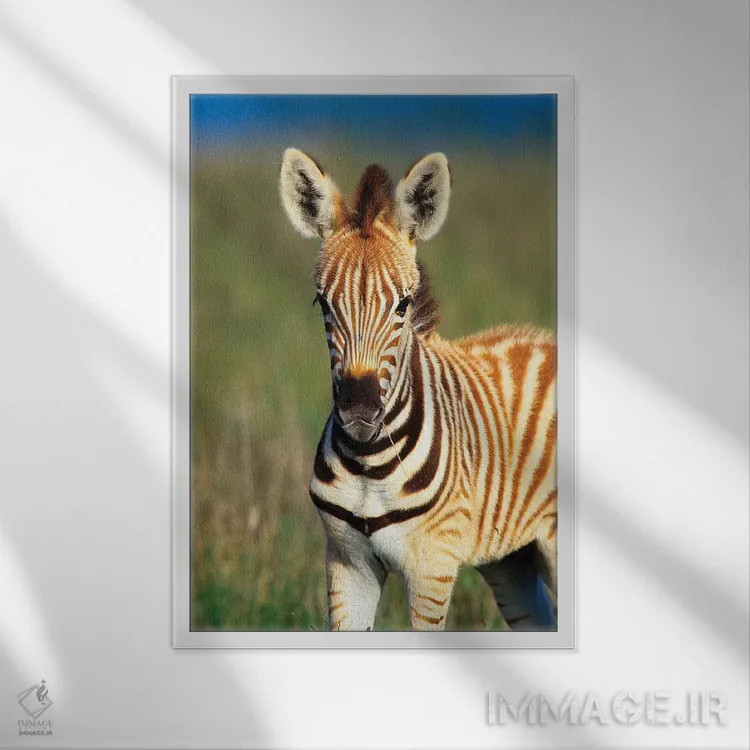 تابلو دکوراتیو نمای نزدیک کره اسب گورخر دشتی، ذخیره گاه خصوصی تالا، میدلند… اثر گالو ایمیجز - نمای قابدار سفید