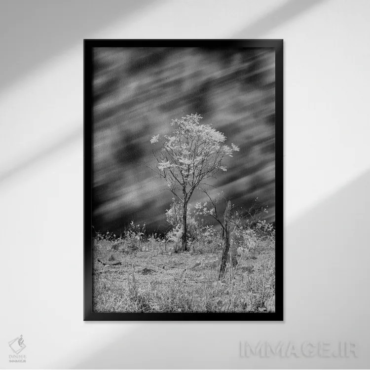 تابلو دکوراتیو درخت سیاه و سفید اثر گلاوکو منهالی - نمای قابدار مشکی