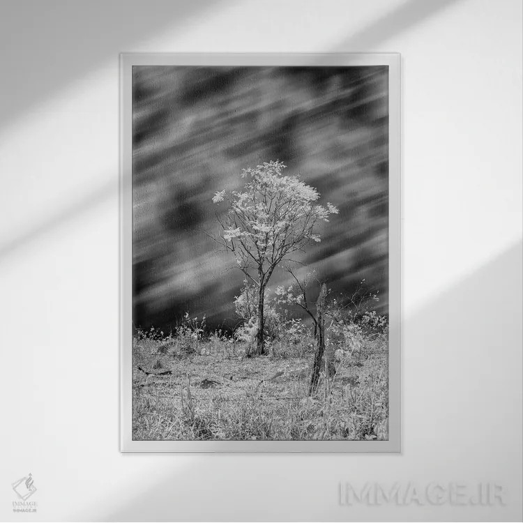 تابلو دکوراتیو درخت سیاه و سفید اثر گلاوکو منهالی - نمای قابدار سفید