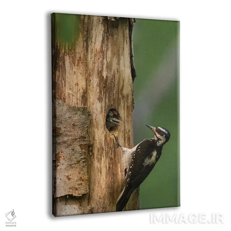 تابلو دکوراتیو WA. Female Hairy Woodpecker at nest chick in western Washingto… اثر گری لوهم - نمای پرسپکتیو محصول