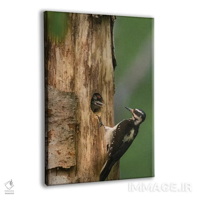 تابلو دکوراتیو WA. Female Hairy Woodpecker at nest chick in western Washingto… اثر گری لوهم - نمای پرسپکتیو محصول