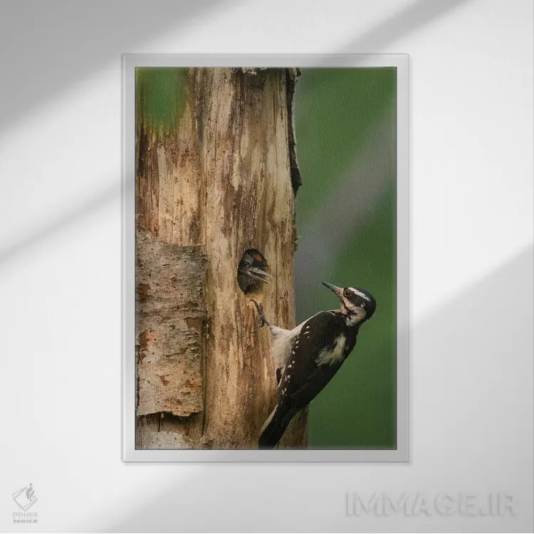 تابلو دکوراتیو WA. Female Hairy Woodpecker at nest chick in western Washingto… اثر گری لوهم - نمای قابدار سفید