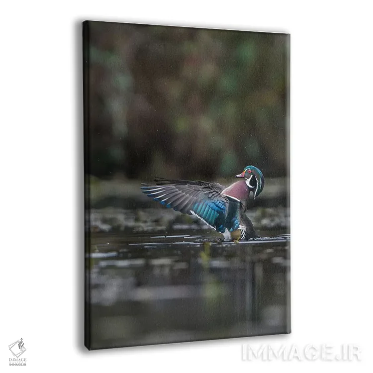 تابلو دکوراتیو Washington State. Male Wood Duck flaps its wings on Union Bay… اثر گری لوهم - نمای پرسپکتیو محصول