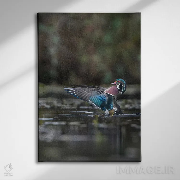 تابلو دکوراتیو Washington State. Male Wood Duck flaps its wings on Union Bay… اثر گری لوهم - نمای روبهرو روی دیوار